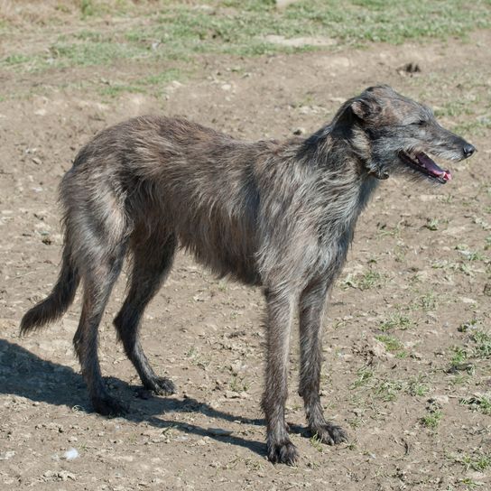 Lurcher Hund der Zigeuner aus Irland, irische Hunderasse, große Hunderasse, Windhund, hybride Rasse, Windhund Mischling mit rauhaarigem Fell, grau weißer Hund mit Stehohren und sehr groß, Riesenhunderasse, Rennhund, Jagdhund