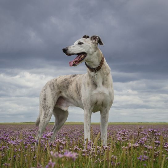 Lurcher Hund der Zigeuner aus Irland, irische Hunderasse, große Hunderasse, Windhund, hybride Rasse, Windhund Mischling mit glattem und kurzem Fell, getigerter mit Stehohren bzw. Kippohren und sehr groß, Riesenhunderasse, Rennhund, Jagdhund steht auf einer Blumenwiese und hat seine Zunge raus