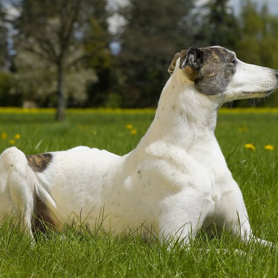 ungarische Hunderasse, Windhund aus Ungarn, Hunderasse für Hunderennen, graue Hunderasse, Magyar Agar im Rennmodus, weiß grauer Ungar liegt auf einer Wiese