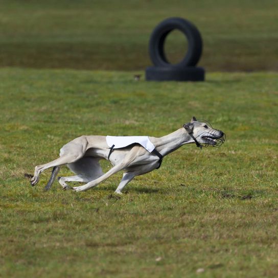 ungarische Hunderasse, Windhund aus Ungarn, Hunderasse für Hunderennen, graue Hunderasse, Magyar Agar im Rennmodus