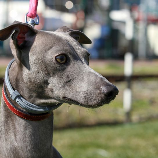 Hund, Säugetier, Wirbeltier, Hunderasse, Canidae, ungarischer Windhund, Rasse ähnlich Italienischer Windhund, Hund ähnlich Galgo español, Fleischfresser, Windhund in grau aus Ungarn, Magyar Agar mit Halbsband