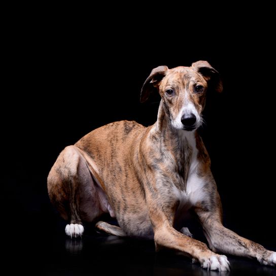 Hund, Säugetier, Wirbeltier, Hunderasse, Canidae, Whippet, Magyar agár getigert, Windhund, Rasse ähnlich Galgo español, Fleischfresser, ungarische Hunderasse, Rasse mit Tiger färbung, getigerter Hund