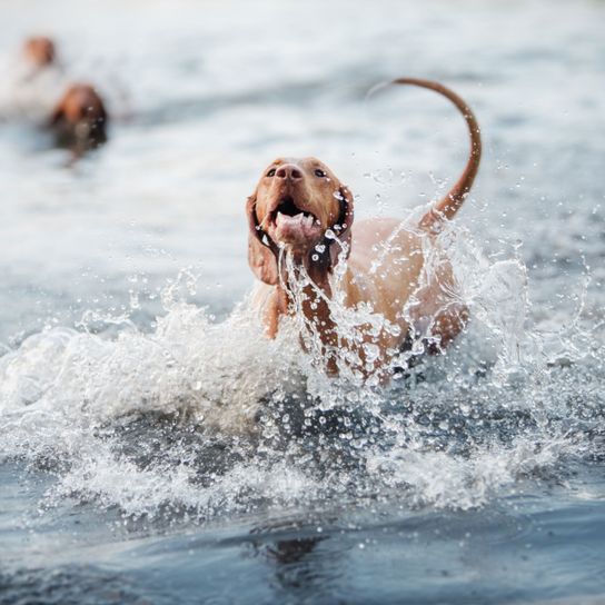 Wasser, Welle, Schwimmen, Spaß, Erholung, Schwimmen im offenen Wasser, Magyar Vizsla kann schwimmen und liebt es, ein ausgewachsener roter großer Hund mit Schlappohren im Meer baden