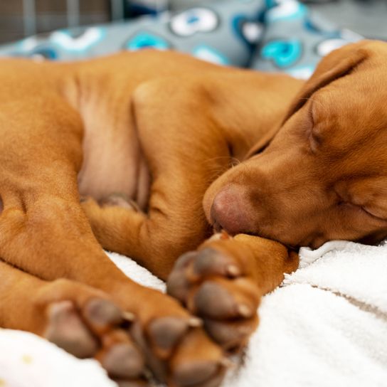 Hund, Canidae, Hunderasse, Welpe, Magyar Vizsla Welpe schläft, kleiner roter Hund mit Schlappohren, Wie viel schlafen Welpen