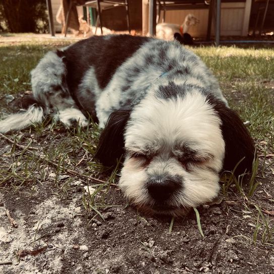 Mal-Shi © Hannelore Lettner Hund,Pflanze,Hunderasse,Fleischfresser,Begleithund,Rehkitz,Spielzeughund,Landtier,Schnauze,Arbeitstier,