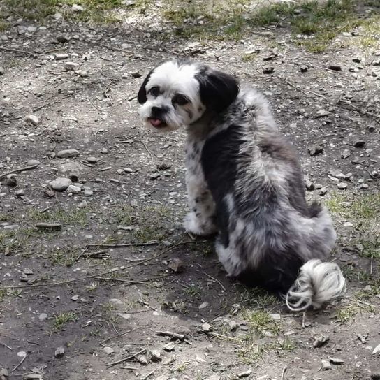 Mal-Shi © Hannelore Lettner Hund,Fleischfresser,Hunderasse,Begleithund,Spielzeughund,Gras,Schnauze,Terrier,Boden,Sportliche Gruppe,