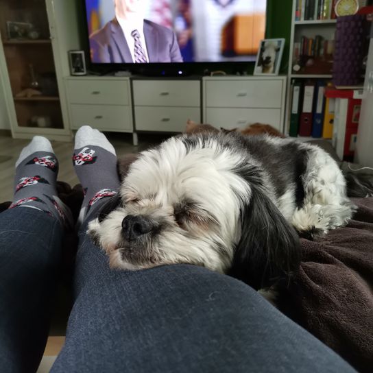 Mal-Shi © Hannelore Lettner Hund,Komfort,Hunderasse,Fernseher,Fleischfresser,Bilderrahmen,Begleithund,Spielzeughund,Couch,Regal,