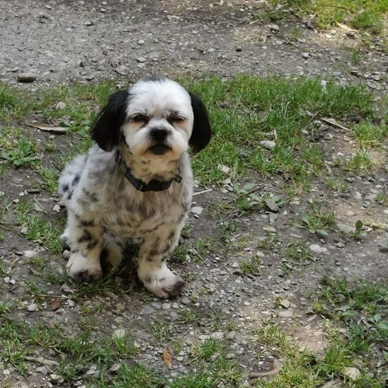 Mal-Shi © Hannelore Lettner Hund,Fleischfresser,Hunderasse,Begleithund,Zwerghund,Gras,Schnauze,Terrier,Leber,Canidae,