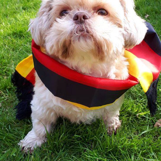 Mal-Shi © Marika Hoddersen Hund,Hundezubehör,Fleischfresser,Hunderasse,Hundekleidung,Halsband,Leber,Gras,Shih tzu,Tierbedarf,