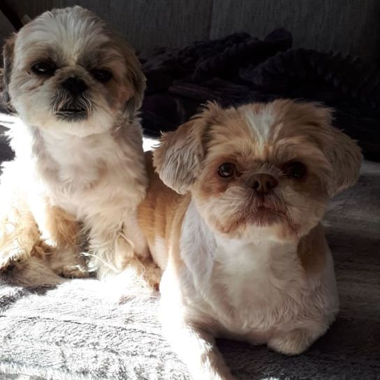 Mal-Shi © Marika Hoddersen Hund,Hunderasse,Fleischfresser,Leber,Shih tzu,Begleithund,Kitz,Spielzeughund,Hundezubehör,Schnauze,