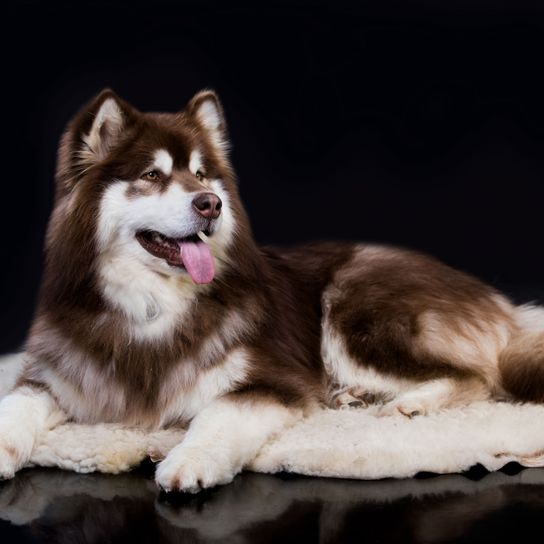 Säugetier, Wirbeltier, Hund, Rasse ähnlich Siberian Husky nur viel größer, Canidae, brauner Alaskan Malamute, Fleischfresser, Sachalin Husky, Hunderasse, Schlittenhund mit langem Fell, Hunderasse mit braun weißem Fell und Stehohren