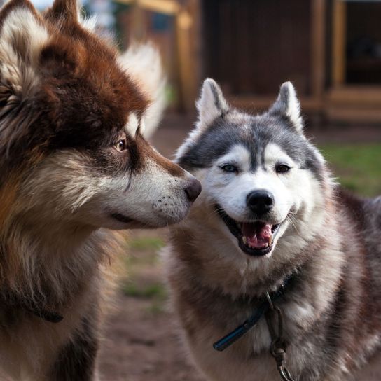 Hund, Säugetier, Siberian Husky im Vergleich mit Alaskan Malamute, Hunderasse, Der Malamute ist viel größer als der Husky aber ähnlich, große braune Rasse, Hund mit Stehohren und langem Fell