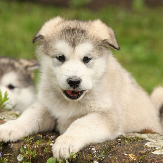 Hund, Säugetier, Wirbeltier, Canidae, Hunderasse, Rasse ähnlich Siberian Husky, Alaskan Malamute Welpe, Fleischfresser, Hund aus Alaska, Schaut aus wie ein Husky ist aber viel größer, großer flauschiger Hund mit langem Fell und Huskyfärbung, weißer Hund mit langem Fell und Kippohren