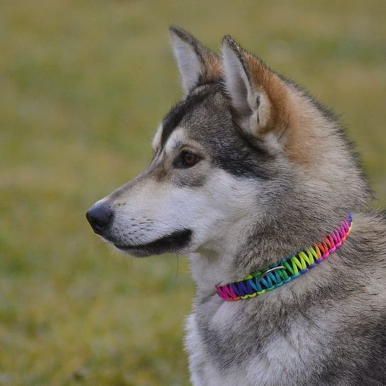 Hund,Fleischfresser,Hunderasse,Halsband,Schnauze,Gras,Wolf,Fell,Canidae,Sporting Group,