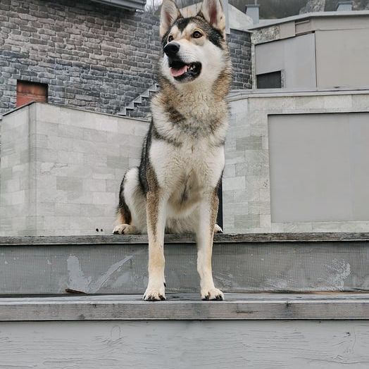 Hund,Himmel,Hunderasse,Fleischfresser,Rehbraun,Begleithund,Schlittenhund,Schnauze,Halsband,Tierbedarf,