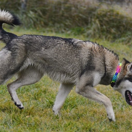 Hund,Fleischfresser,Wolf,Gras,Halsband,Hunderasse,Schlittenhund,Schwanz,Pflanze,Tierbedarf,