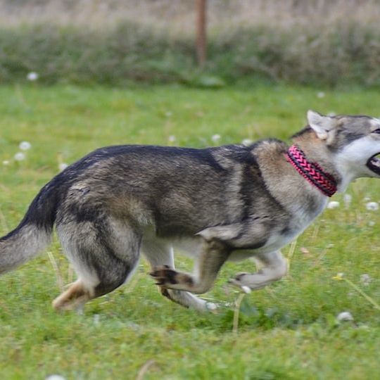 Hund,Fleischfresser,Halsband,Tierbedarf,Hunderasse,Gras,Begleithund,Arbeitstier,Schwanz,Landtier,