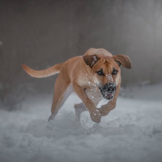 Hund,Schnee,Fleischfresser,Hunderasse,Wasser,Kitz,Gefrieren,Winter,Ball,Schwanz,