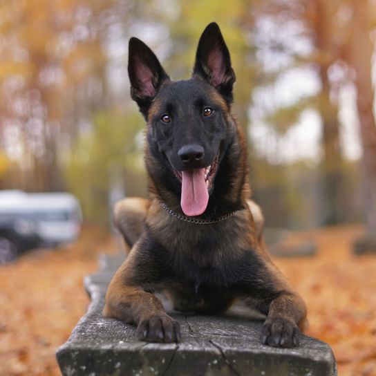 Hund, Säugetier, Wirbeltier, Hunderasse, Canidae, Fleischfresser, belgischer Schäferhund kurzhaarig, Kurhaar Hund, Hund mit Stehohren, Polizeihund, Schäferhund Malinois, Mali mit dunklem Gesicht, dunkelbraune Hunderasse, mittelgroßer Hund mit Stehohren