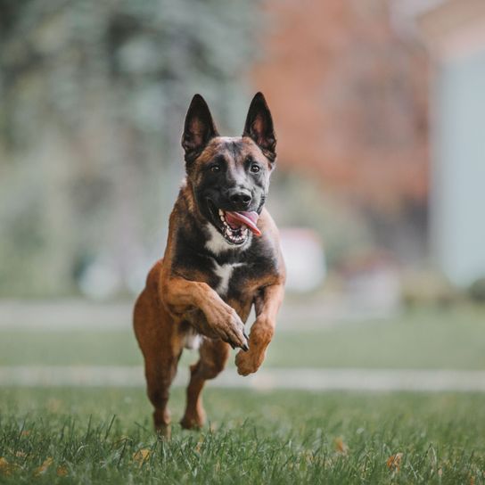 Hund, Säugetier, Wirbeltier, Hunderasse, Canidae, Fleischfresser, Polizeihund, Deutscher Schäferhund, Arbeitshund, Belgischer Schäferhund Malinois läuft, mittelgroßer brauner Hund mit Stehohren springt auf der Wiese, Listenhund