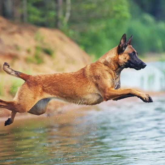 Hund, Säugetier, Wirbeltier, Canidae, Hunderasse, Fleischfresser, belgischer Schäferhund Malinois, belgischer Schäferhund springt ins Wasser, Polizeihund, Hunde die schwimmen können, mittelgroßer brauner Hund mit dunkler Schnauze, Stehohren, Unterordnung, schwererziehbar