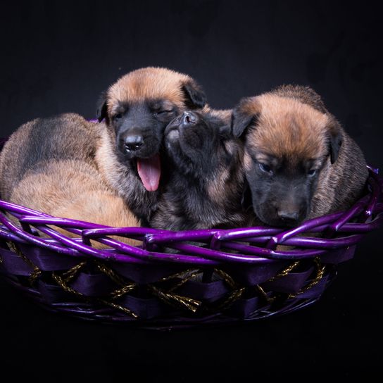 Hund, Säugetier, Wirbeltier, Canidae, Hunderasse, Fleischfresser, Welpe, Schnauze, Schwarzer Mund, Malinois Welpen im Korb, belgischer Schäferhund, mittelgroßer brauner Hund, Polizeihund