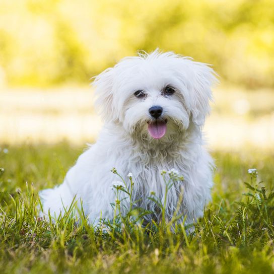 Malteser auf Wiese Hund, Säugetier, Wirbeltier, Hunderasse, Canidae, Malteser, Hund ähnlich Bichon, Coton de Tulear, Rasse wie Havaneser, Rasse mit Locken, kleiner weißer Hund mit lockigem Fell, lustiger Begleithund, süße Hunderasse