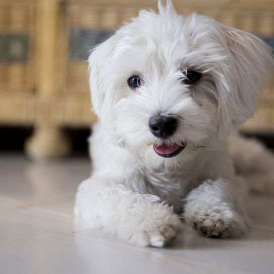 Hund, Säugetier, Wirbeltier, Hunderasse, Canidae, Maltepoo oder Malteser, Welpe, Fleischfresser, kleiner weißer Malteser, Rasse ähnlich Havaneser, Hund mit Locken