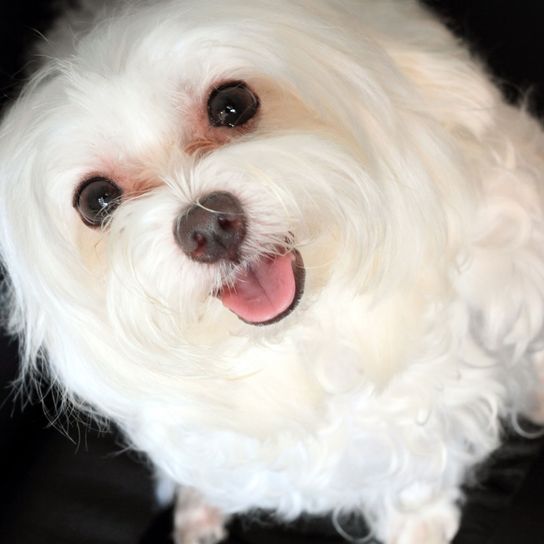 Malteser mit Augenentzündung Hund, Säugetier, Wirbeltier, Hunderasse, Canidae, Malteser mit Augenentzündung, das kommt oft bei weißen Hundrassen mit langen Haaren vor, Augenkrankheit beim Hund, kleiner weißer Hund unter 5kg, Familienhund, Begleithund