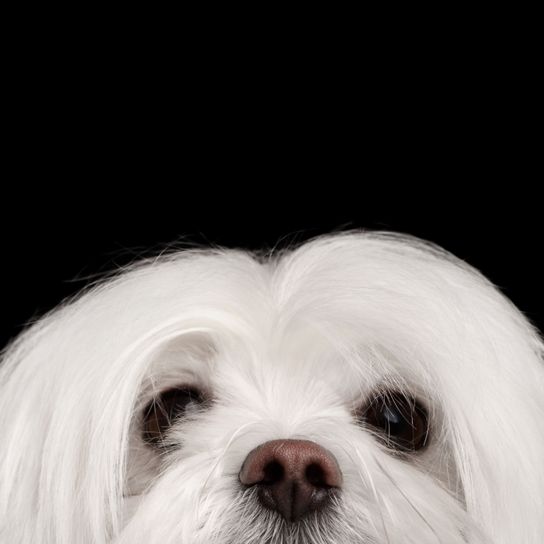 Malteser Schnauze Hund, Säugetier, Wirbeltier, Hunderasse, Canidae, Weißer Malteser Hund, Rasse ähnlich Shih tzu, Begleithund, Fleischfresser, kleiner Familienhund