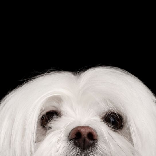 Hund, Säugetier, Wirbeltier, Hunderasse, Canidae, Weißer Malteser Hund, Rasse ähnlich Shih tzu, Begleithund, Fleischfresser, kleiner Familienhund