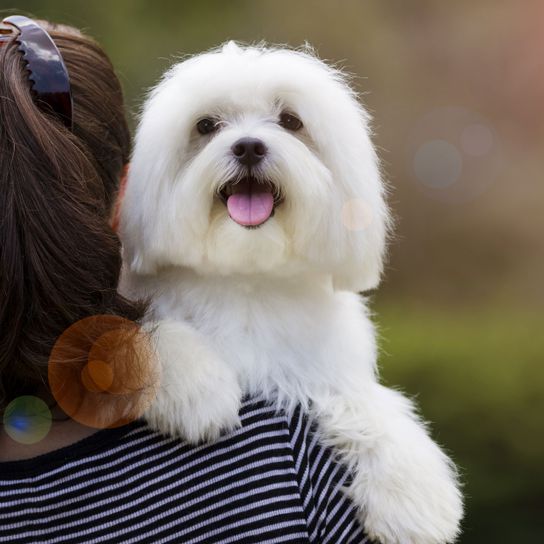 Hund, Säugetier, Wirbeltier, Hunderasse, Canidae, Malteser, Begleithund, Fleischfresser, Rasse wie Kyi-Leo, kleiner weißer Hund mit langem Fell