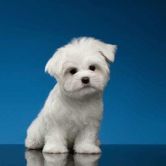 Malteser Welpe Hund, Hunderasse, Canidae, Säugetier, kleiner Malteser Welpe, kein Maltepoo sondern Reinrassig, Hund ähnlich Bichon, Begleithund, Rasse ähnlich West Highland White Terrier, weißer Familienhund unter 10kg