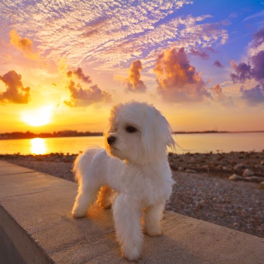 Maltichon - Bichon Frisé und Malteser Mix im Sonnenuntergang