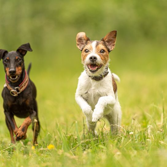 zwei Terrier laufen über eine Wiese, Manchester Terrier und Parson Russell Terrier, Hund wie Mini Dobermann