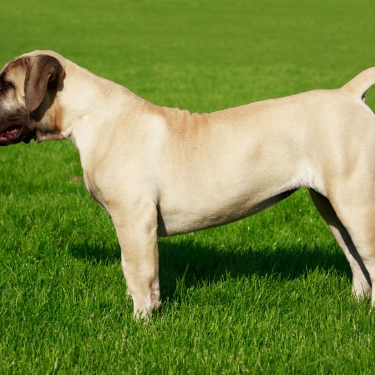 abgeschnittener Schwanz beim Mastiff, relativ kleiner Mastiff, sehr große Hunderasse mit kurzem Fell