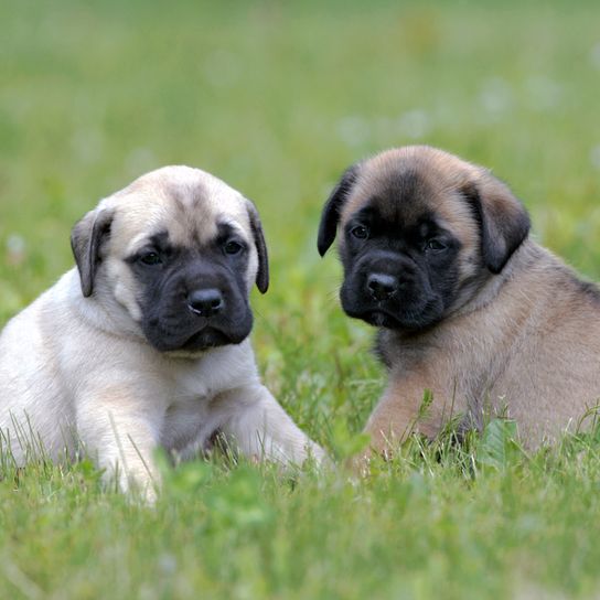 zwei kleine Mastiff Welpen auf der Wiese, ein hellbrauner Mastiff Welpe und ein dunklebrauner Mastiff Welpe, Molosser Welpe