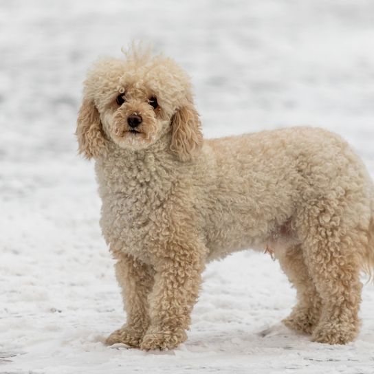 Mini Goldendoodle Hund weiß Hund, Wasserhund, Arbeitstier, Fleischfresser, Hunderasse, Begleithund, Pudel, Snow, Terrier, Hundezubehör,