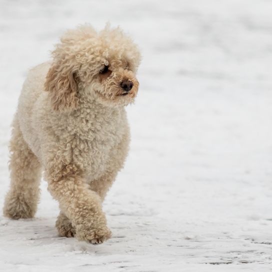 Mini Goldendoodle Hündin Hund, Fleischfresser, Hunderasse, Wasserhund, Begleithund, Arbeitstier, Schnee, Pudel, Spielzeughund, Schnauze,