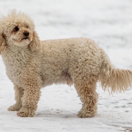 Mini Goldendoodle im Schnee Banner Hund, Wasserhund, Fleischfresser, Hunderasse, Kitz, Begleithund, Arbeitstier, Pudel, Schnauze, Schwanz,