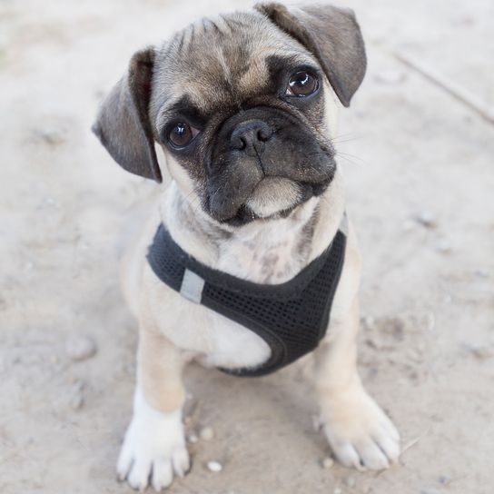 Hund, Säugetier, Wirbeltier, Hunderasse, Canidae, Mops, Schnauze, Fleischfresser, Welpe, Begleithund, Frenchiemix, Französische Bulldogge Mischling, Mopsmix, Mopsmischling, kleiner brauner Hund