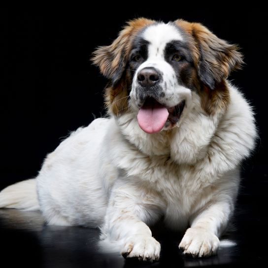 Hund, Säugetier, Wirbeltier, Hunderasse, Canidae, Moskauer Wachhund, Fleischfresser, Hund ähnlich Pyrenäenmastiff, Rasse ähnlich St. bernard, nase, großer weiß brauner Hund mit langem Fell