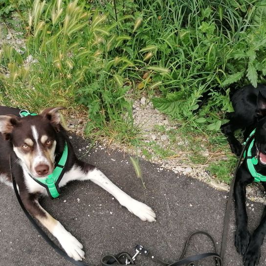 Hund,Pflanze,Hunderasse,Fleischfresser,Halsband,Arbeitstier,Kitz,Begleithund,Gras,Schnauze,