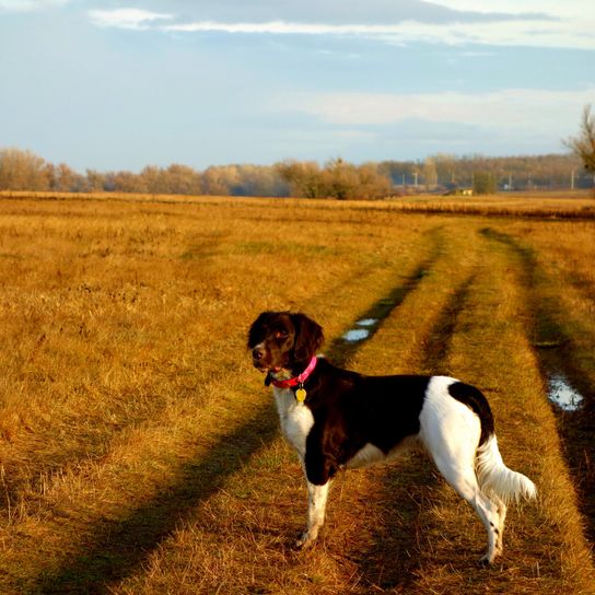 Münsterländer am Feld Hund, Wirbeltier, Säugetier, Canidae, Hunderasse, Sportgruppe, Jagdhund, Fleischfresser, Grasfamilie, Münsterländer auf einem Feld und wartet auf Abruf, braun weißer Hund mit Schlappohren und mittellangem Fell, Hund ähnlich Springer Spaniel