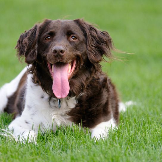 Münsterländer lachend auf Wiese Hund, Säugetier, Wirbeltier, Hunderasse, Canidae, Kleine Münsterländer, Rasse ähnlich Deutscher Spaniel, Spaniel, Hund ähnlich Deutscher Langhaarpointer, Fleischfresser, Münsterländer liegt auf der Wiese und hechelt, Hund mit langen Schlappohren die behaart sind