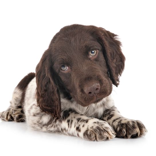 Münsterländer Welpe Hund, Säugetier, Wirbeltier, Hunderasse, Canidae, Spaniel, Fleischfresser, Sportgruppe, Welpe, Kleine Münsterländer Welpe, schaut aus wie ein Springer Spaniel, Braun und weißer Hund mit braunen Punkten