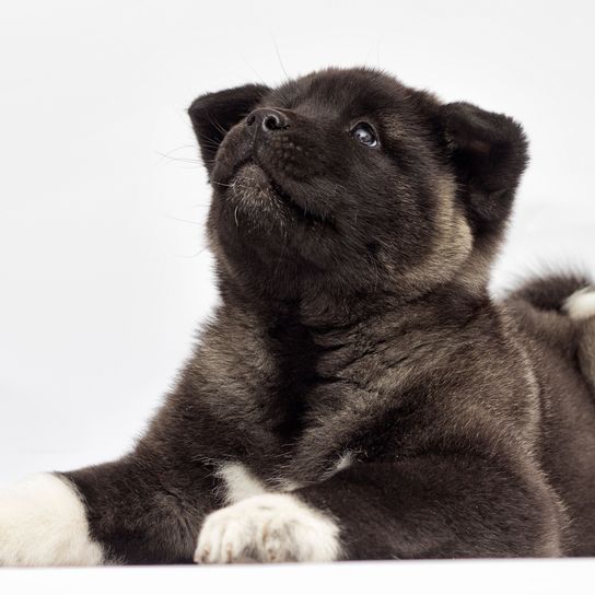 Säugetier, Canidae, Hund, Hunderasse, Welpe, Fleischfresser, Schnauze, Fell, Sportgruppe, Begleithund, liegender nach oben schauender Akita Inu Welpe