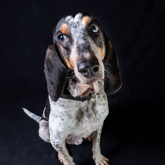 nach oben schauender Ariégeois Hund, Wirbeltier, Canidae, Säugetier, Hunderasse, Fleischfresser, Schnauze, nach oben schauender gefleckter Ariégeois