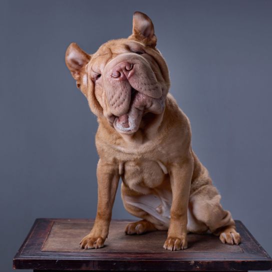 Hund, Canidae, Skulptur, Dogue de Bordeaux, Hunderasse, Figur, Fleischfresser, Kunst, Rasse ähnlich Französische Bulldogge, Nicht-Sportgruppe, Mastino Napoliano, neapolitanischer Mastiff, hässlicher Hund mit kupierten Ohren, Kampfhund, Listenhund