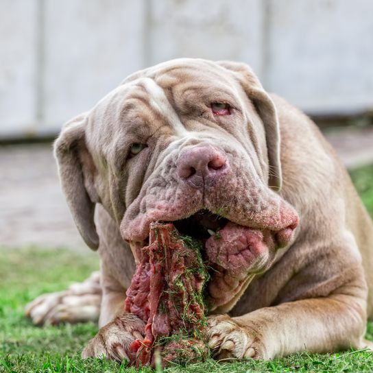 Hund, Säugetier, Wirbeltier, Hunderasse, Canidae, neapolitanischer Mastiff, Fleischfresser, Schnauze, Rasse ähnlich koreanischer Mastiff, alte Hunderassen, grauer Hund frisst frisches Fleisch, italienische Hunderasse, hässlicher Hund mit Faltengesicht, Dogge